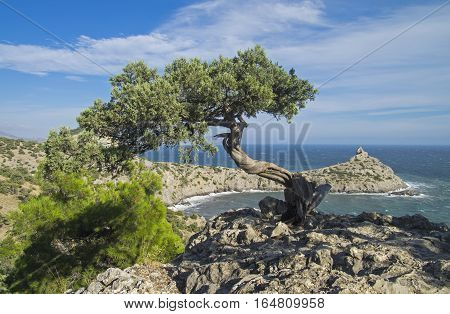 Relict juniper tree on a cliff above the sea. Crimea September.