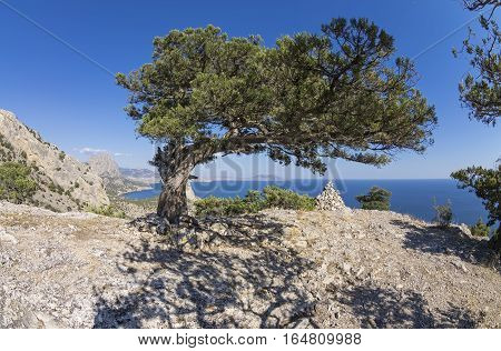 Relict juniper tree on a mountain top. Crimea sunny day in September.