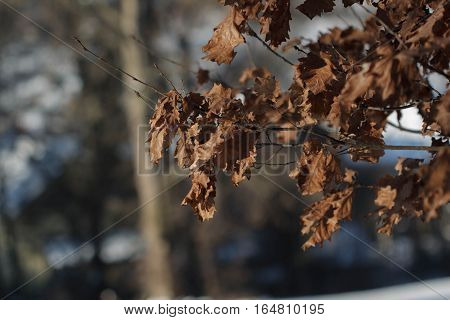 Brown sapless leaves of an oak tree in winter woods
