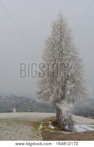 Covered with hoarfrost an idyllic winter landscape - in the background the municipality of Peilstein