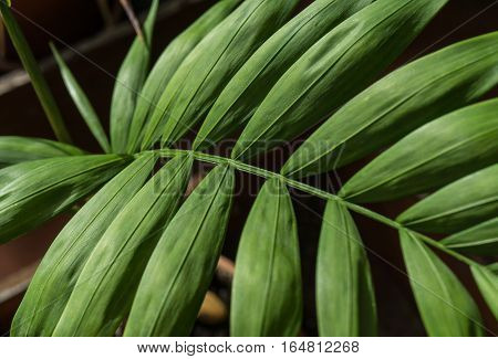 Howea Green palm leaf isolated on black