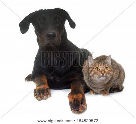 young beauceron and cat in front of white background