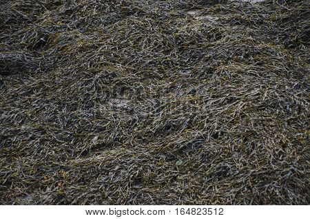 Thick seaweed layer on sandy beach, mounds, background