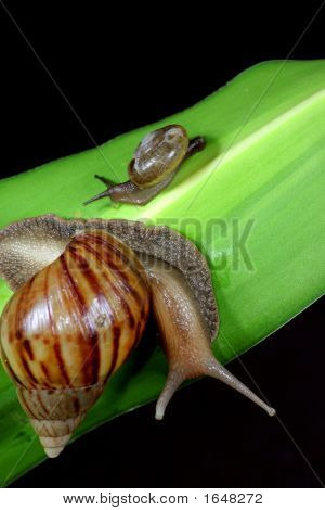 Escargot