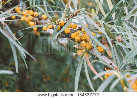 branch of sea-buckthorn, close-up shot of sea buckthorn, medicinal sea-buckthorn berries