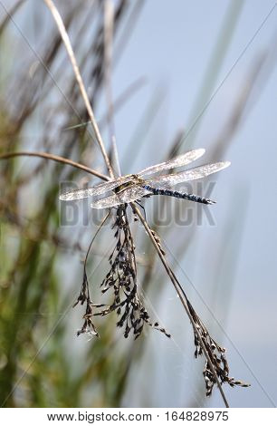 Dragonfly (Anisoptera) resting on reeds blue and yellow, over background of water and grass Portrait