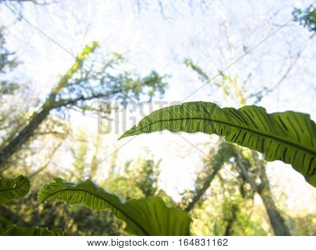 Bird's nest fern leaf with Forrest and summer blue sky background