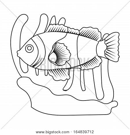 Clownfish and anemone icon in outline design isolated on white background. Australia symbol stock vector illustration.