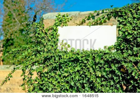 Plaque de marbre entouré de lierre