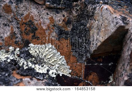 The close up moss on the rock surface. Abstract natural background texture of stone with green moss. Fungus texture on the rock. Old stone surface with lichen. Green moss on the stone background.