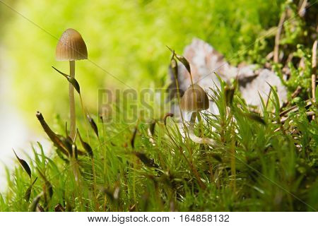 Two small lamellar Mushrooms on a green moss in a lite forest, soft focus