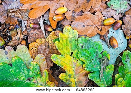Autumn scene with walnuts and dry leaves on the ground, top view