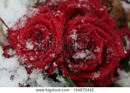 two Red roses covered with fresh snowflakes
