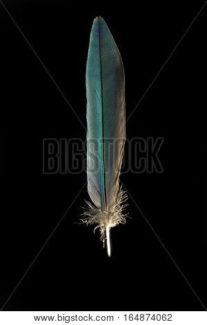 Feather of Blue bellied roller isolated on black