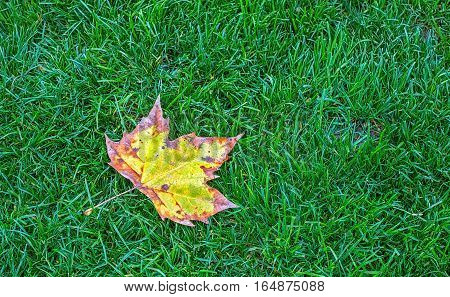 Autumn leaf on green grass, top view
