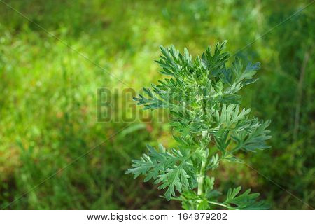 Scrub the young silvery green herb -Artemisia absinthium in the field.