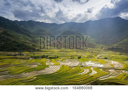 Rice fields on terraced in rainny season at Tu Le village, Yen Bai, Vietnam. Rice fields prepare for transplant at Northwest Vietnam