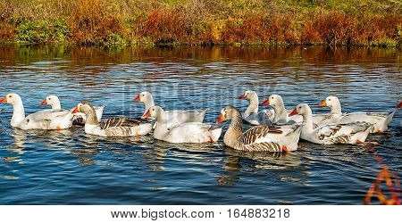 A group of goose on the lake.
