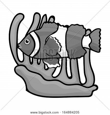 Clownfish and anemone icon in monochrome design isolated on white background. Australia symbol stock vector illustration.