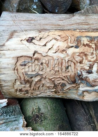 Ways of a woodworm in the wood