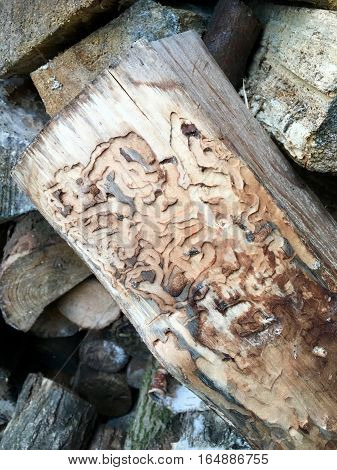 Ways of a woodworm in the wood
