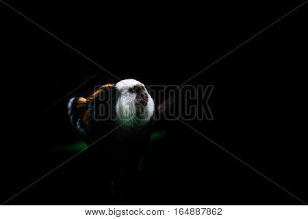 On the image is a little monkey with dark (black) wallpaper.