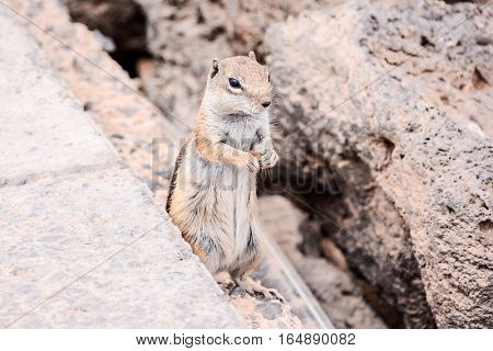 Ground Squirrel Atlantoxerus Getulus