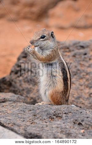 Ground Squirrel Atlantoxerus Getulus