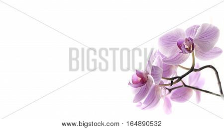 white background with place for text blooming pink lilac orchids closeup