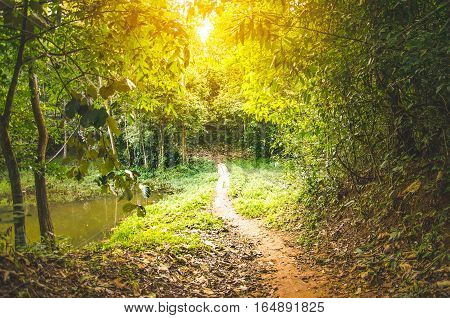 Forest with sunlight. The sun rays through branches of trees