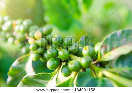 closeup of coffee berries growing on branches