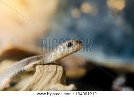 Corn snake on a branch desert sand summer