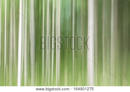 Icm Shot of Birch forest nice brushlike structure.
