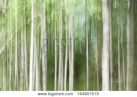 Icm Shot of Birch forest nice brushlike structure.