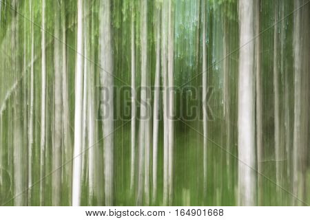 Icm Shot of Birch forest nice brushlike structure.