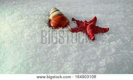 Crafted starfish and natural snail shell in fresh snow.