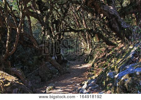 Tunnel of trees in rainforest with pathway. Treak to Annapurna Best Camp in Nepal.