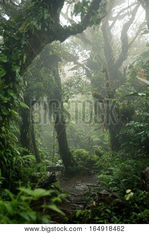Lush foggy rainforest La Fortuna Costa Rica