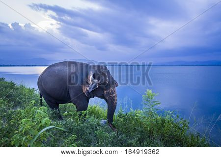 Asian elephant in Uda Walawe national park, Sri Lanka ; specie Elephas maximus maximus family of Elephantidae