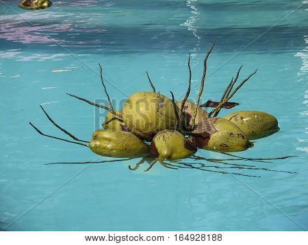 a large bunch of coconuts on the surface of the pool