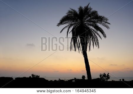 Palm trees and the Mediterranean Sea Park of Ashkelon in Israel