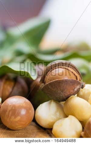 Macadamia in shell nuts harvest close up