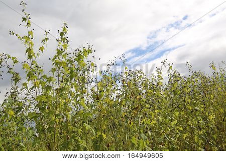 Sida Hermaphrodita, Known By The Common Name Virginia Fanpetals