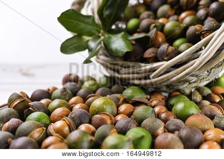 Macadamia in shell nuts harvest close up
