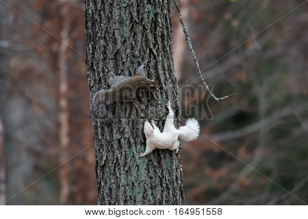 White Squirrel In Olney