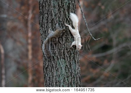 White Squirrel In Olney