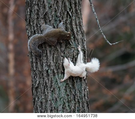White Squirrel In Olney