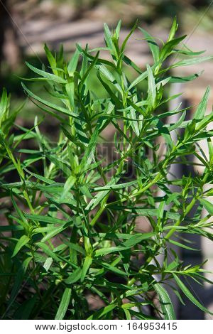 bush plants tarragon as background close up macro.