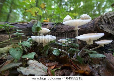 Oudemansiella Mucida, The Porcelain Fungus In A Close Wide-angle Shot