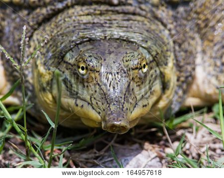 Texas spiney softshell turtle baskin in the sun at Mitchell Lake.